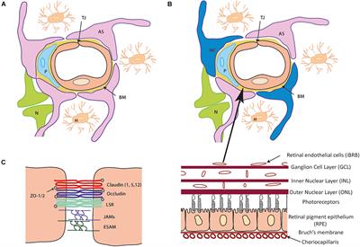 Tight Junctions of the Neurovascular Unit